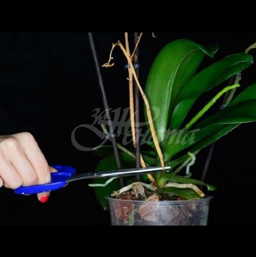Какво да правим, ако орхидеята не иска да цъфти-Супер прост способ, който я кара бързо да цъфне