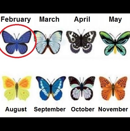 Пеперуда за всеки месец разкрива каква си, Хората, родени през януари, са пълни с енергия, Хората през февруари, са уверени