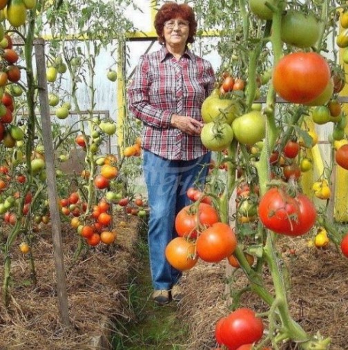 Ако сте засадили домати, обезателно им сложете от това за обилна реколта