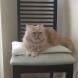 Котката, която пази дома от невидимото зло!