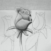 Как се рисува роза