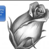 Как се рисува пъпка на роза
