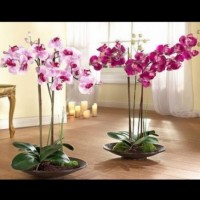 Как да си развъдим орхидея