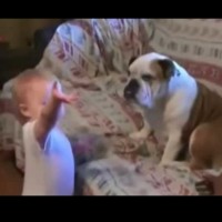 Бебе говори с куче