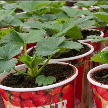 Как се садят ягоди у дома