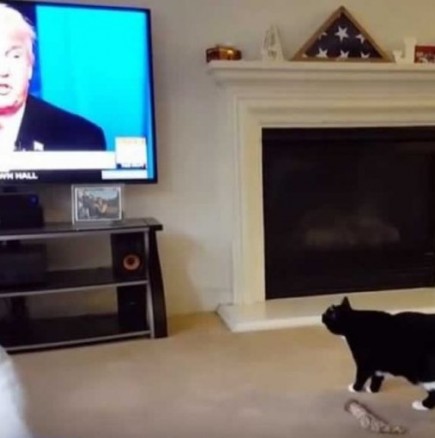 Ето какво се случва, когато тази котка се види Доналд Тръмп