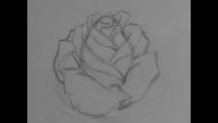 Как се рисува татуировка роза 