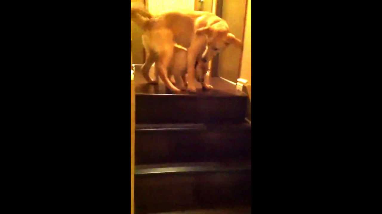 Голямо куче учи малко кученце да слиза по стълби