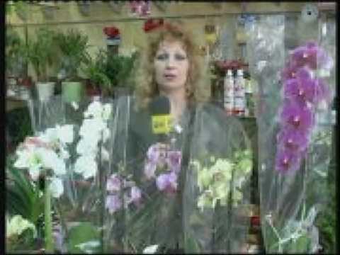 Отглеждане на Орхидея Фаленопсис-Видео