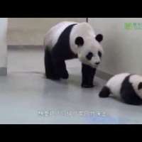 Панда с бебе
