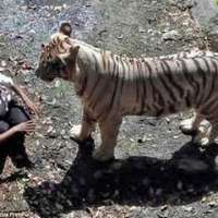 Тигър убива човек
