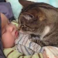 Котките обичат бебета - забавна и мила видео компилация
