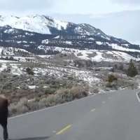 Паническо бягство на бизони