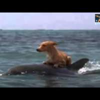 Делфин спасява куче