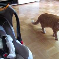 Коте вижда бебе за първи път