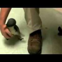Какво ще стане, ако гъделичкаш пингвин (Видео)