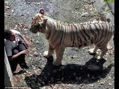 Тигър убива човек