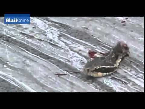 Змия с отрязана глава хапе