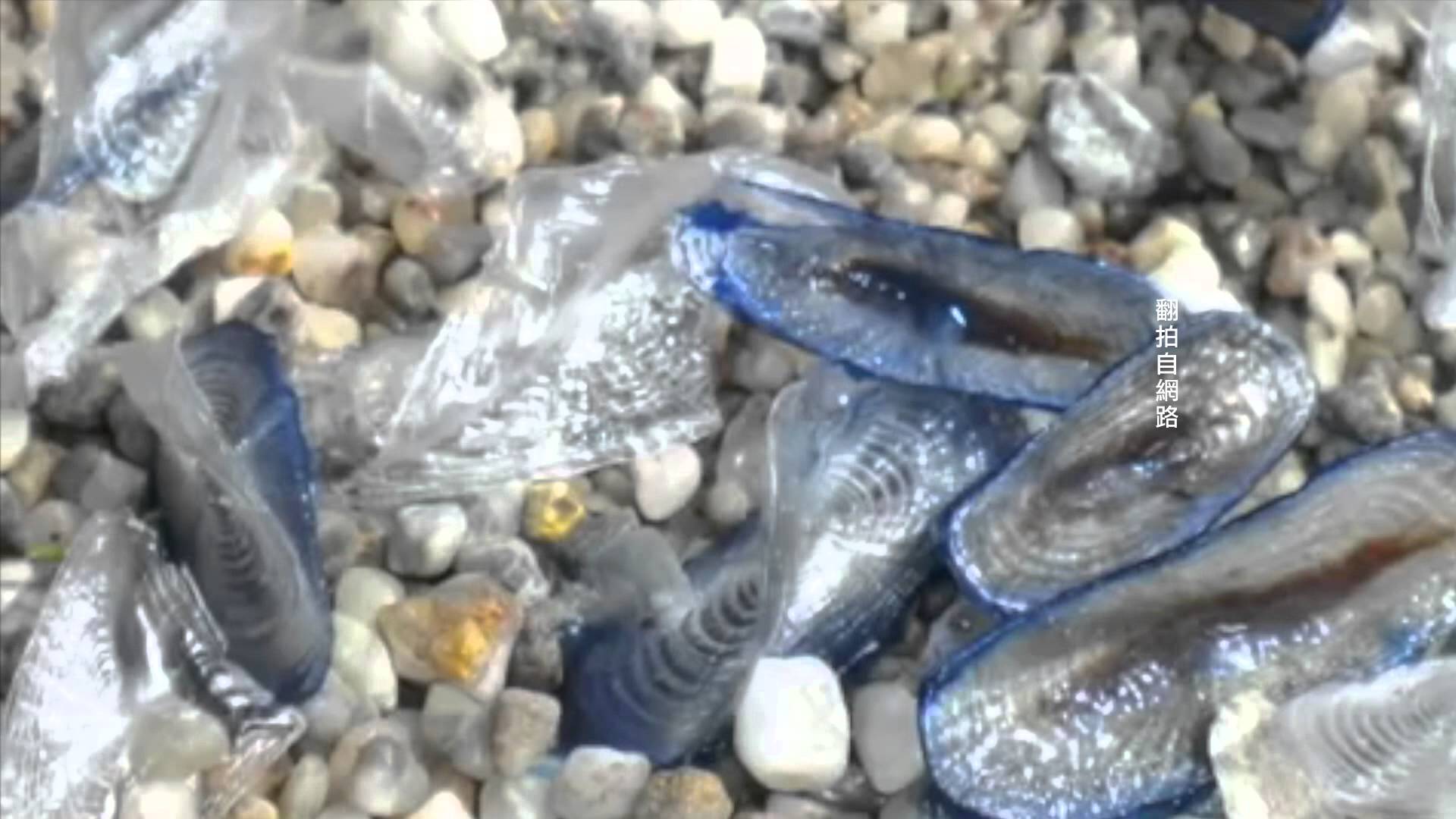 Морето изхвърлил милиона малки мистериозни същества на бреговете на Калифорния