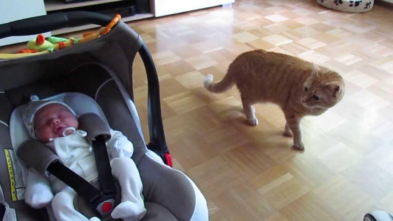 Тази котка се среща за първи път с новия член на семейството