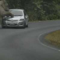Слон убиец мачка коли