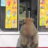 Защо кучето се радва на камиона със сладолед?
