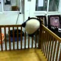Сладичко бебенце панда