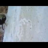 Гигантски паяк живее в дупка в стената