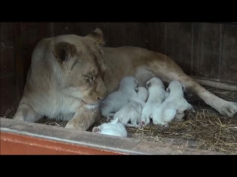 5 бели лъвчета, родени в зоопарка Amneville