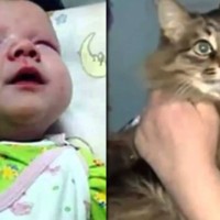 Котка спаси бебе