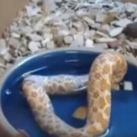 Ще изпаднете в шок,когато видите какво яде тази змия