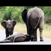 Слонове спасяват слончето си