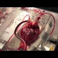 Как живее сърцето извън тялото