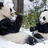 Панди за първи път виждат сняг в живота си
