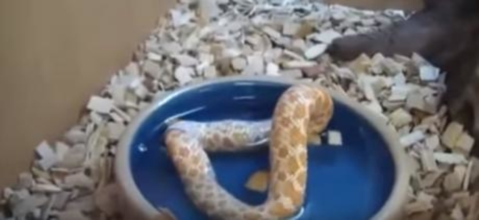 Ще изпаднете в шок,когато видите какво яде тази змия