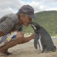 Спасението на едно малко и сладко пингвинче