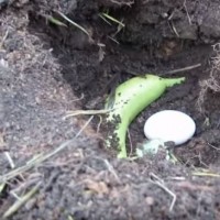 Банан и яйце в почвата