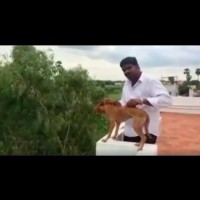 Индиец хвърли кученце от балкона