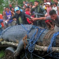 Филипинци хванаха огромен крокодил и решиха да се щракнат с него за спомен