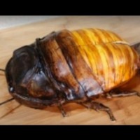 ВИДЕО: Разрязаха тази гнусна хлебарка, а вътре... Няма да повярвате!