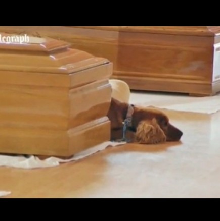 Куче не иска да се отдели от ковчега на стопанина си
