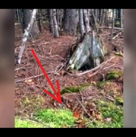 Мистерия в гората! Видеото, което обезпокои много хора!